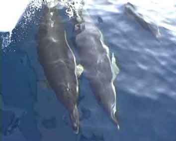 les dauphins communs en Méditerranée