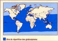 carte de répartition (zones bleu foncé) des globicéphales à travers le monde