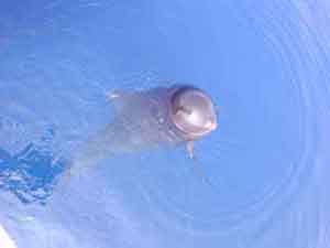 les globicéphales en Méditerranée